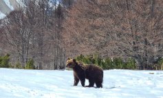 Juan Carrito, l’orso confidente più famoso d’Italia è tornato libero