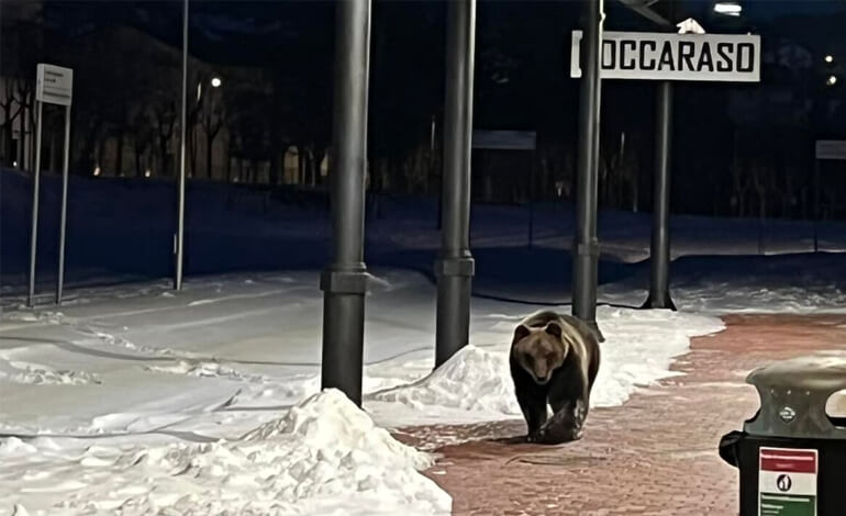 Salviamo l'orso Carrito