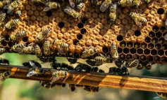 S.O.S API: non distruggete i favi, ma chiamate gli “Angeli delle api”