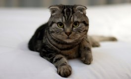 Scottish Fold: il carattere affettuoso del gatto dalle orecchie piegate