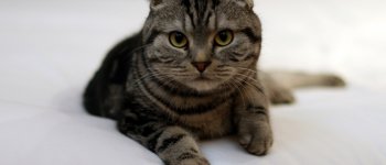 Scottish Fold: il carattere affettuoso del gatto dalle orecchie piegate