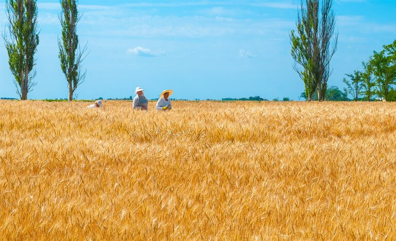 Guerra Ucraina: rischio alimentare per i Paesi più vulnerabili