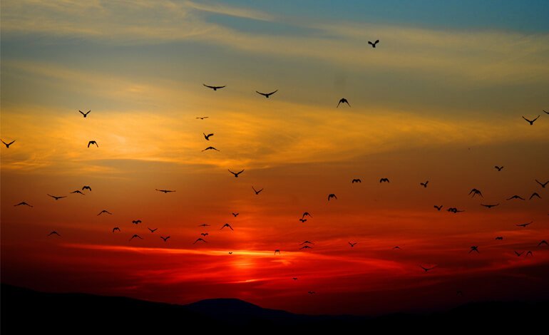 BirdLife in guerra
