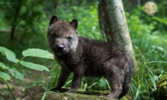 “Il Contatto”: storia di lupi e di uomini che li soccorrono