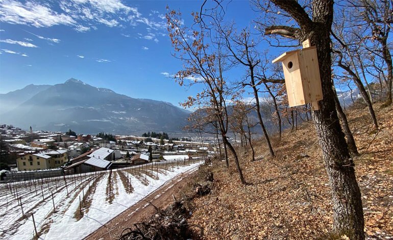 A Trento nuove cassette nido per tutelare la biodiversità