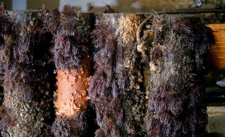 Le bioinvasioni degli “alieni” nei porti del Mediterraneo