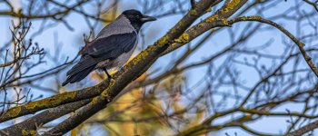 Il curioso rapporto tra corvidi e gufi e il caso speciale del nido di Gufo comune