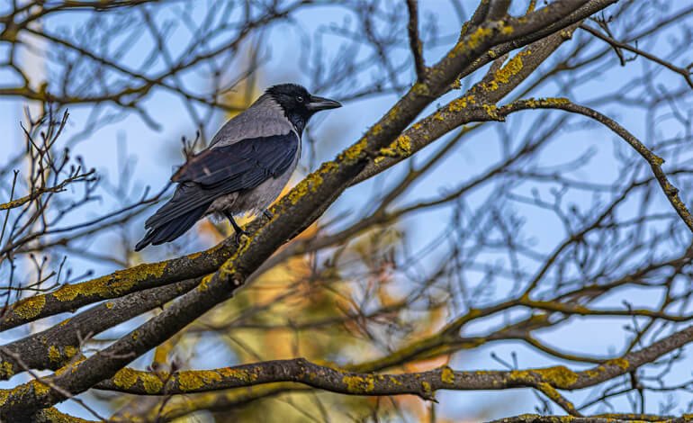 Il curioso rapporto tra corvidi e gufi e il caso speciale del nido di Gufo comune