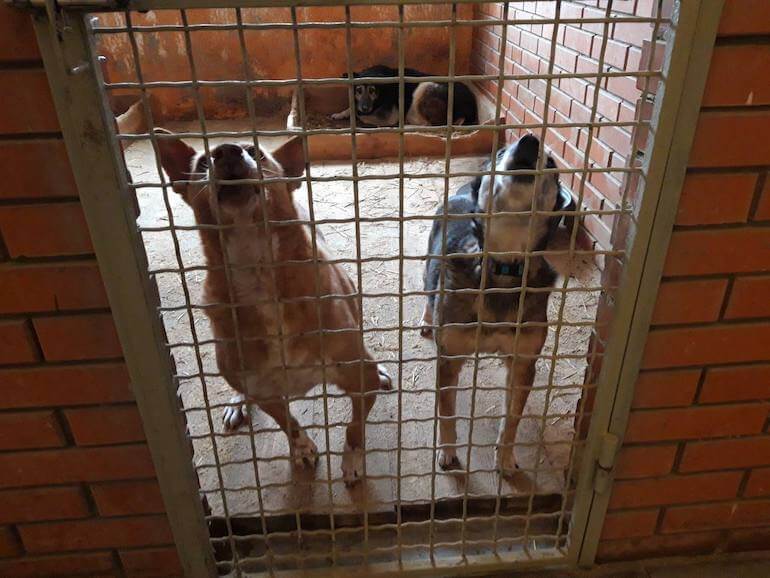 animali domestici Kiev