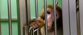 La marcia della libertà contro la sperimentazione sugli animali
