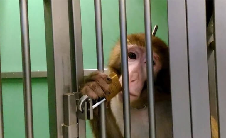 La marcia della libertà contro la sperimentazione sugli animali