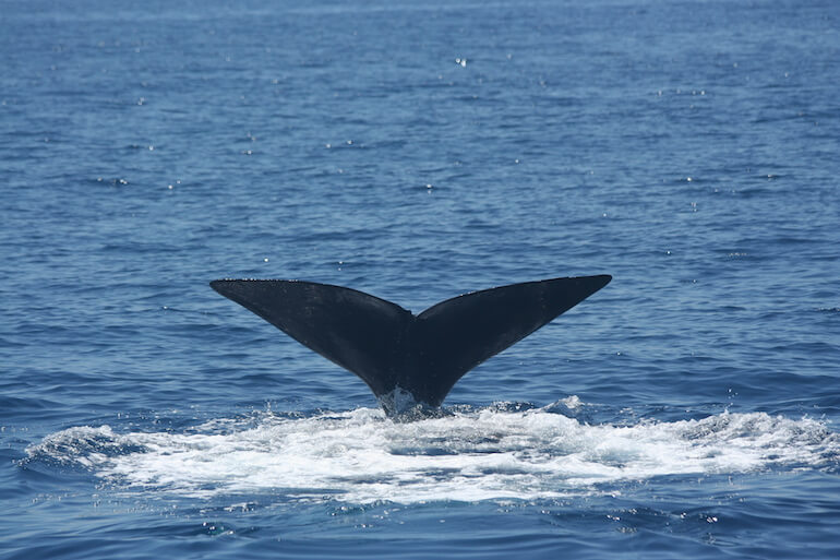 cetacei cetacei