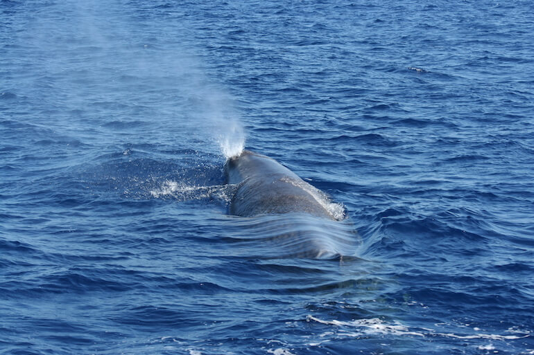 cetacei cetacei