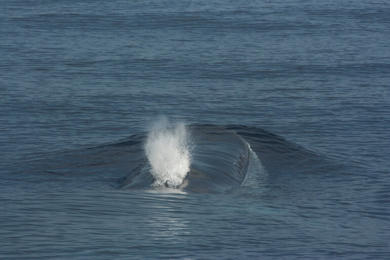 cetacei
