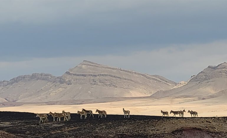 I redivivi asini selvatici del deserto del Negev