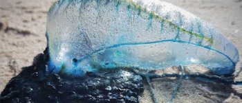 La pericolosa “medusa” Caravella portoghese non è nuova nel Mediterraneo
