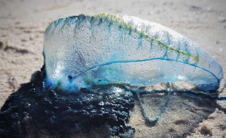 La pericolosa “medusa” Caravella portoghese non è nuova nel Mediterraneo