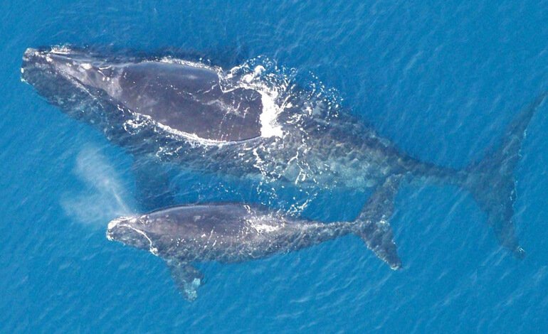 L’oceano si riscalda e modifica i suoni degli organismi marini