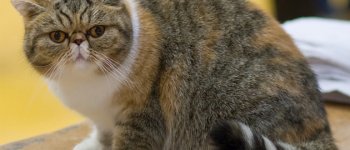 A cosa pensa l'Exotic Shorthair, il gatto dal carattere affettuoso?
