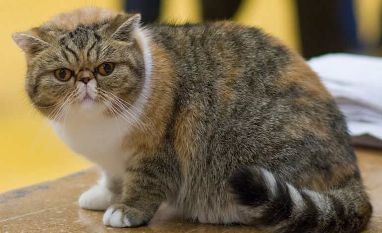 A cosa pensa l’Exotic Shorthair, il gatto dal carattere affettuoso?
