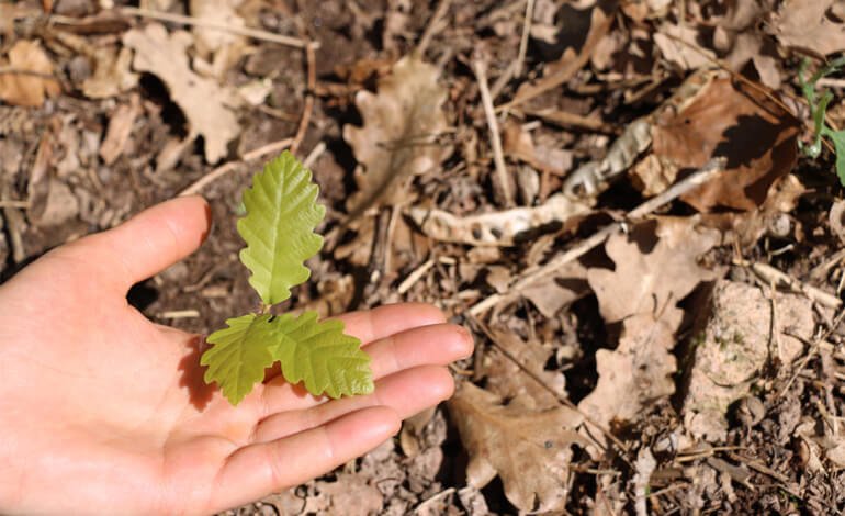 Earth Day: investire nei boschi per salvare il pianeta