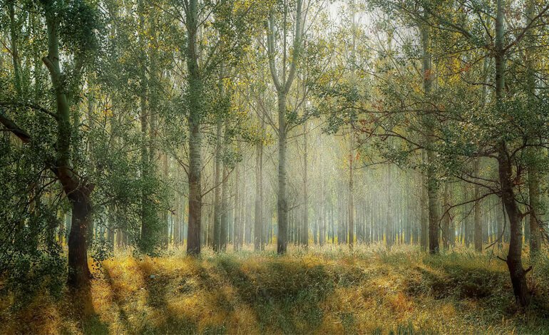 Da vent’anni FSC Italia gestisce in modo sostenibile il patrimonio forestale
