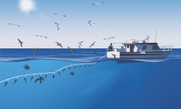 Campagna per fermare le catture accidentali di uccelli marini