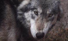 La storia dei lupi confidenti