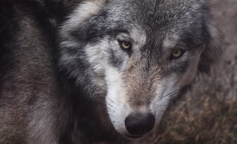 La storia dei lupi confidenti