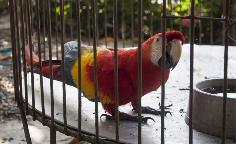 Arriverà una stretta al commercio di molte specie animali