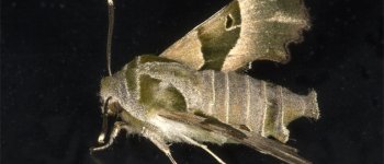 Censite 350 specie di farfalle notturne nel Parco naturale del Po piemontese