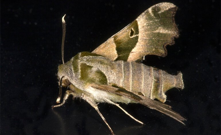Censite 350 specie di farfalle notturne nel Parco naturale del Po piemontese