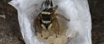 Ragni e insetti ovipari e le loro strategie per proteggere la prole