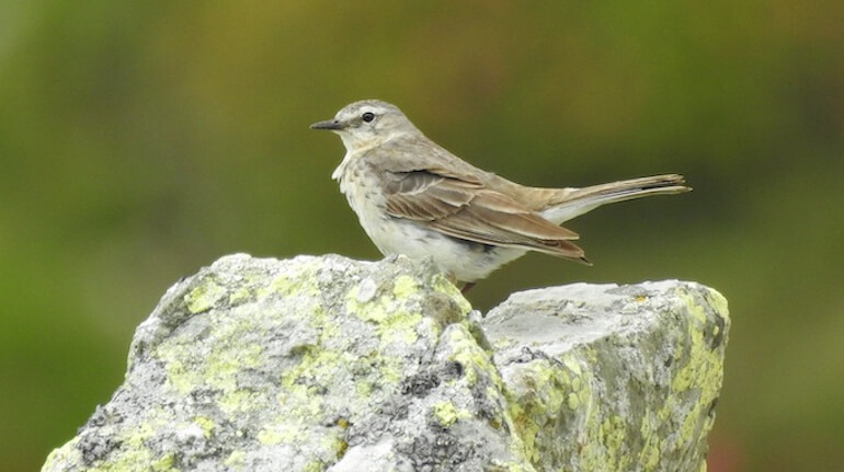 rifugi uccelli rifugi uccelli