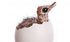 Un uovo solo grande o migliaia piccoli: qual è la strategia vincente?