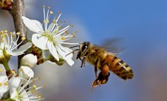 Scienziati da tutto il mondo per salvare le api mellifere selvatiche