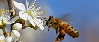 Scienziati da tutto il mondo per salvare le api mellifere selvatiche