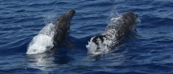 I cetacei salveranno il Pianeta? Solo se noi salviamo loro