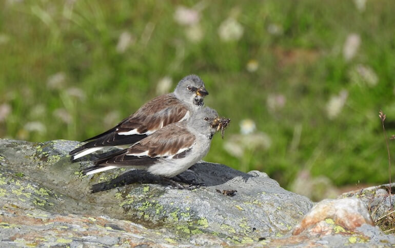 rifugi uccelli rifugi uccelli