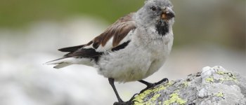 I rifugi climatici per gli uccelli alpini