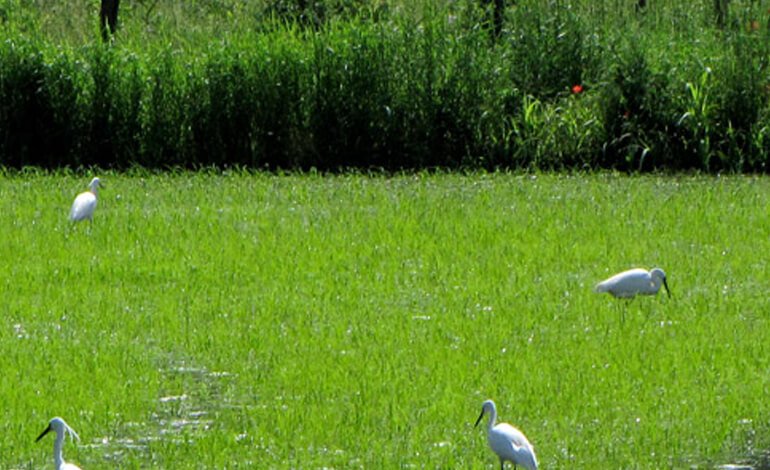 La Compagnia della Biodiversità ti aspetta per il Bioblitz nel Parco
