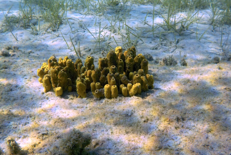 oceani oceani