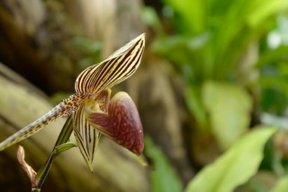 Orchidee