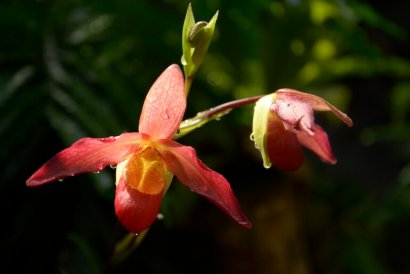 Orchidee