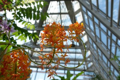 Orchidee