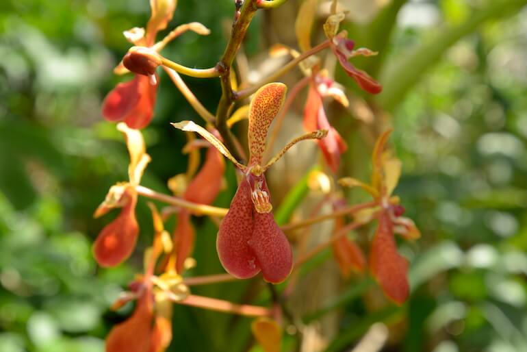 Orchidee Orchidee