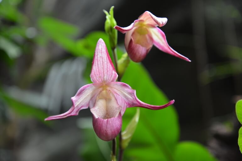 Orchidee Orchidee