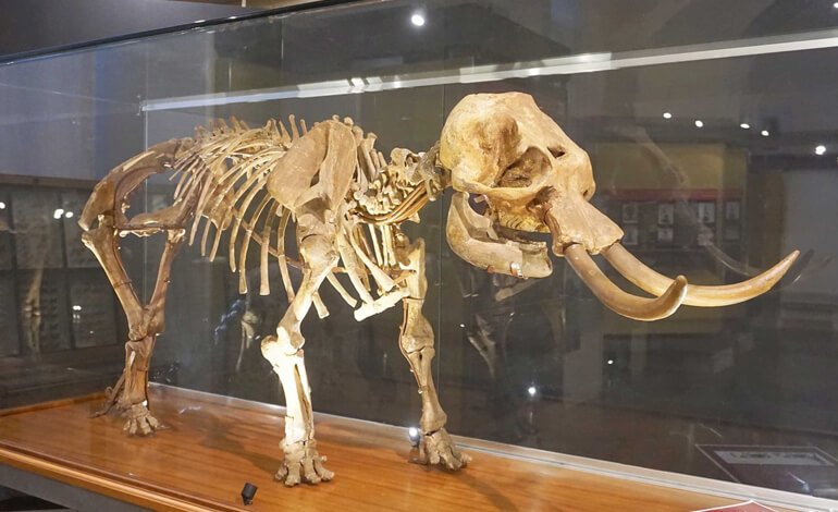 L’elefante nano siciliano, piccolo ma longevo