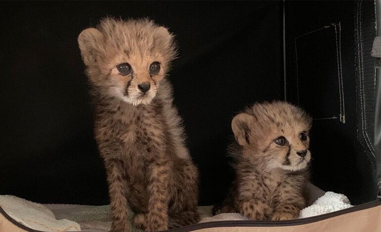 Il Centro di Soccorso e Conservazione del ghepardo del Cheetah Conservation Fund
