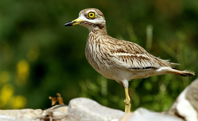 “Occhio all’occhione”, il simpatico uccello migratore